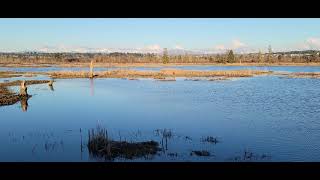 Spencer Island - March 2021