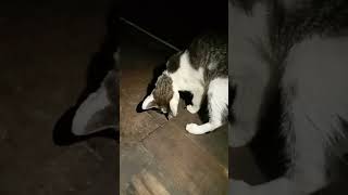 #kucing garong