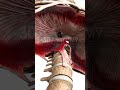 How Lungs works inside the ribs | 3D anatomy of lungs working | #3D #3Danatomyoflungs #Lungsin3D