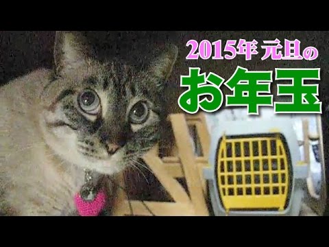 Jean & Pont,﻿ a former stray cat. - YouTube