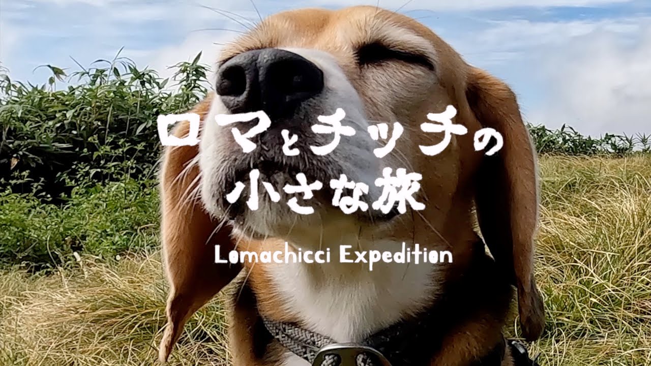 【大日ヶ岳】稜線のトレイルにテンション上がってバテるビーグル犬【山旅犬】トレイルドック