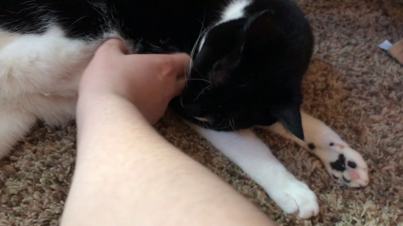 Cat hates belly rubs YouTube