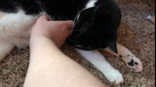 Cat hates belly rubs