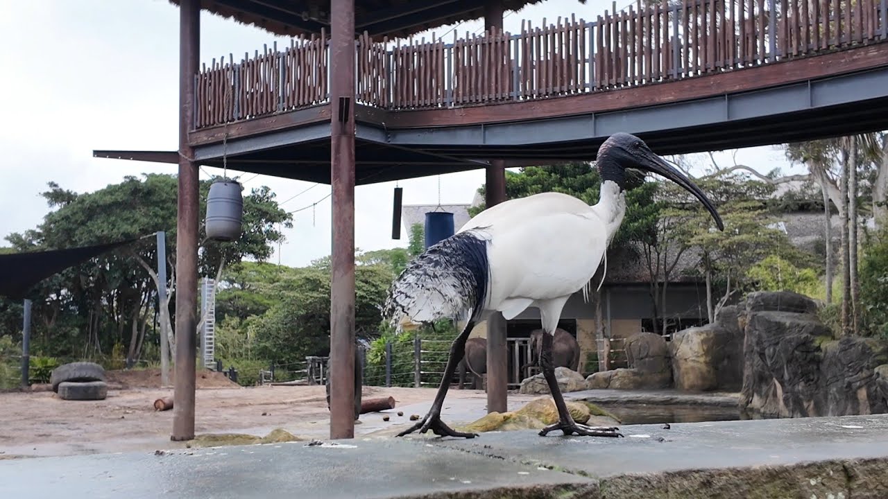 Taronga's Hidden In Plain Sight Lookout