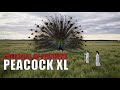 Colossus Of Feathers Peacock XL mp3