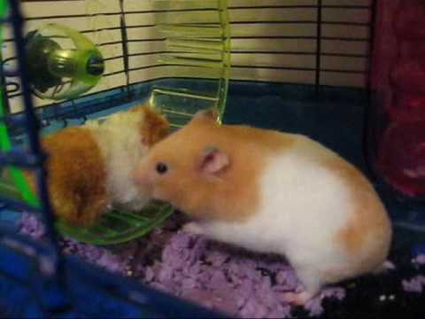 white and tan hamster