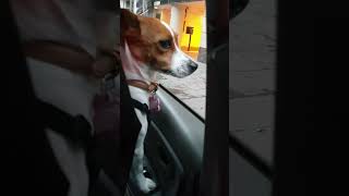 Lets Go OUT!!!!!! | Jack Russell Terrier COFFEE #shorts #cute #subscribe