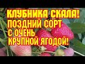 /Клубника Скала!/Очень крупный поздний сорт! /