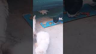 سعد العتيق #حسن_الخلق @MSH-SH@@AKOAL-d8t@Al-Zawa@MSH-SH@@AKOAL-d8t@Al-Zawa