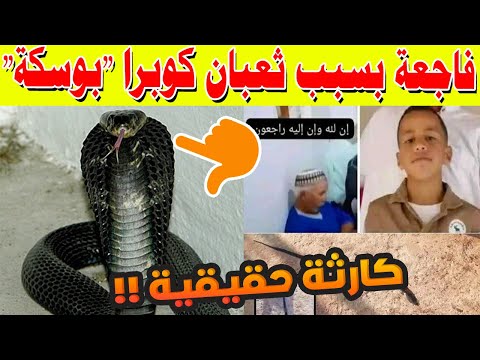 فاجعة بالصويرة كوبرا قاتلة تزهق روح أب وفلذة كبده في 4 أيام فقط