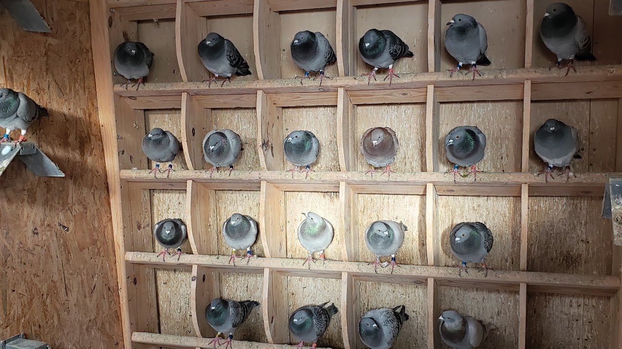 اليوم تولعت من لبياه مارايكم وشكرا على مروركم الكريم وتعليقاتكم المفيدة 