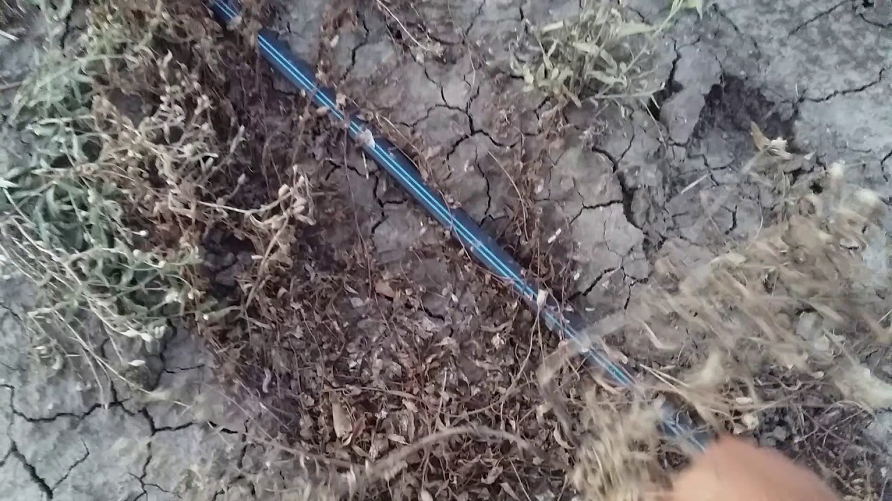 Борьба с березкой и жирной травой в саду
