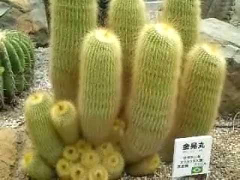 金色の細い棘に被われた綺麗なサボテン 金晃丸 Youtube