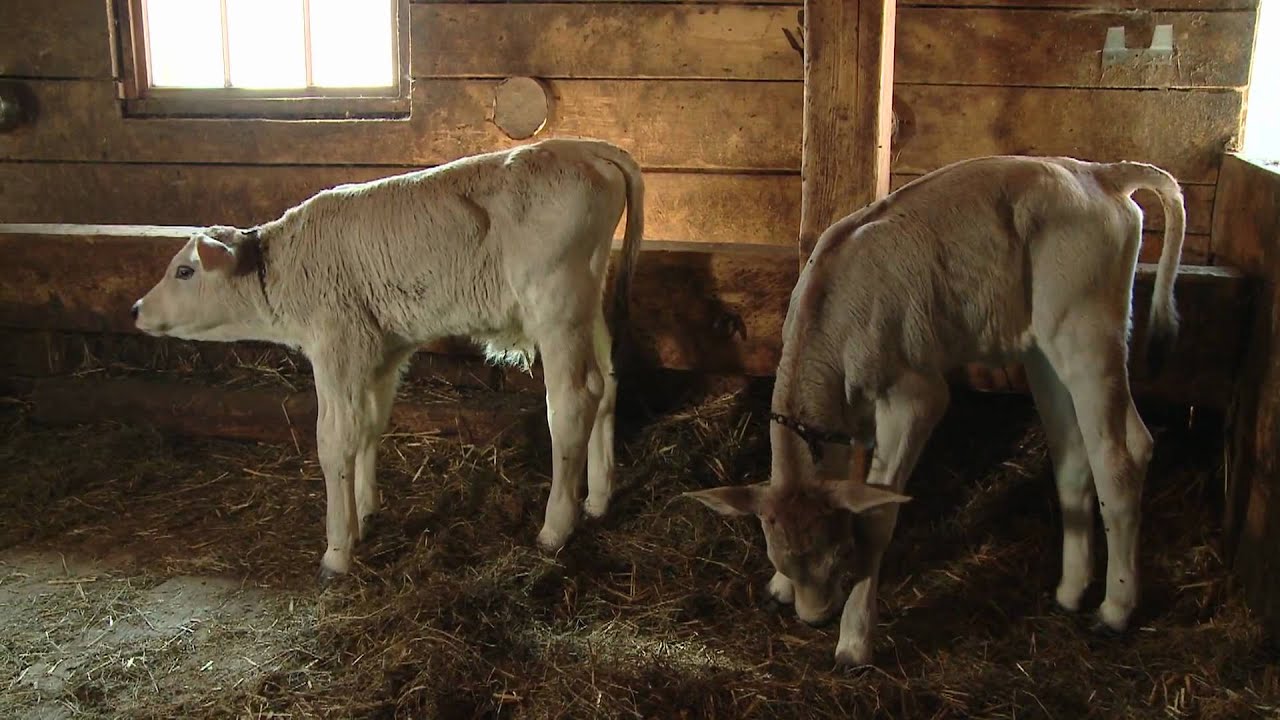 Kuh for you; rentacow YouTube