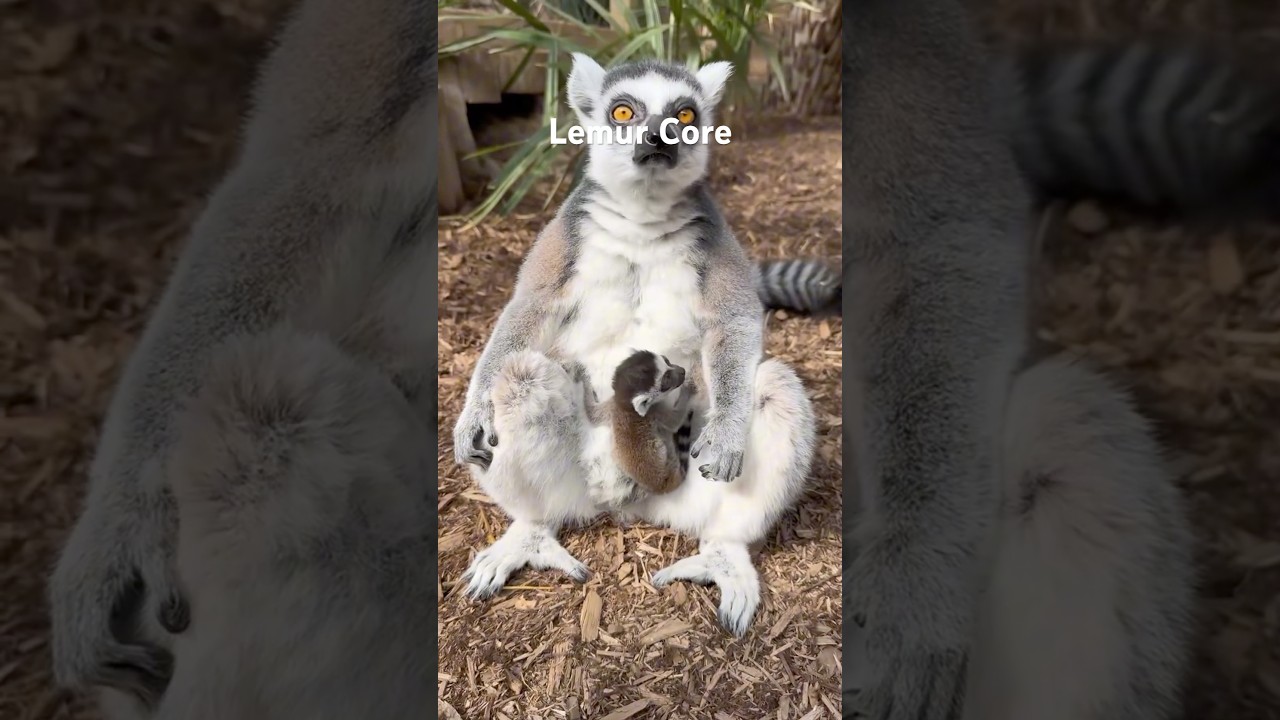 Lemur Core #animalshorts #animals #cuteanimals #cute #lemurs #lemur