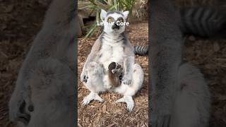 Lemur Core animalshorts animals cuteanimals cute lemurs lemur