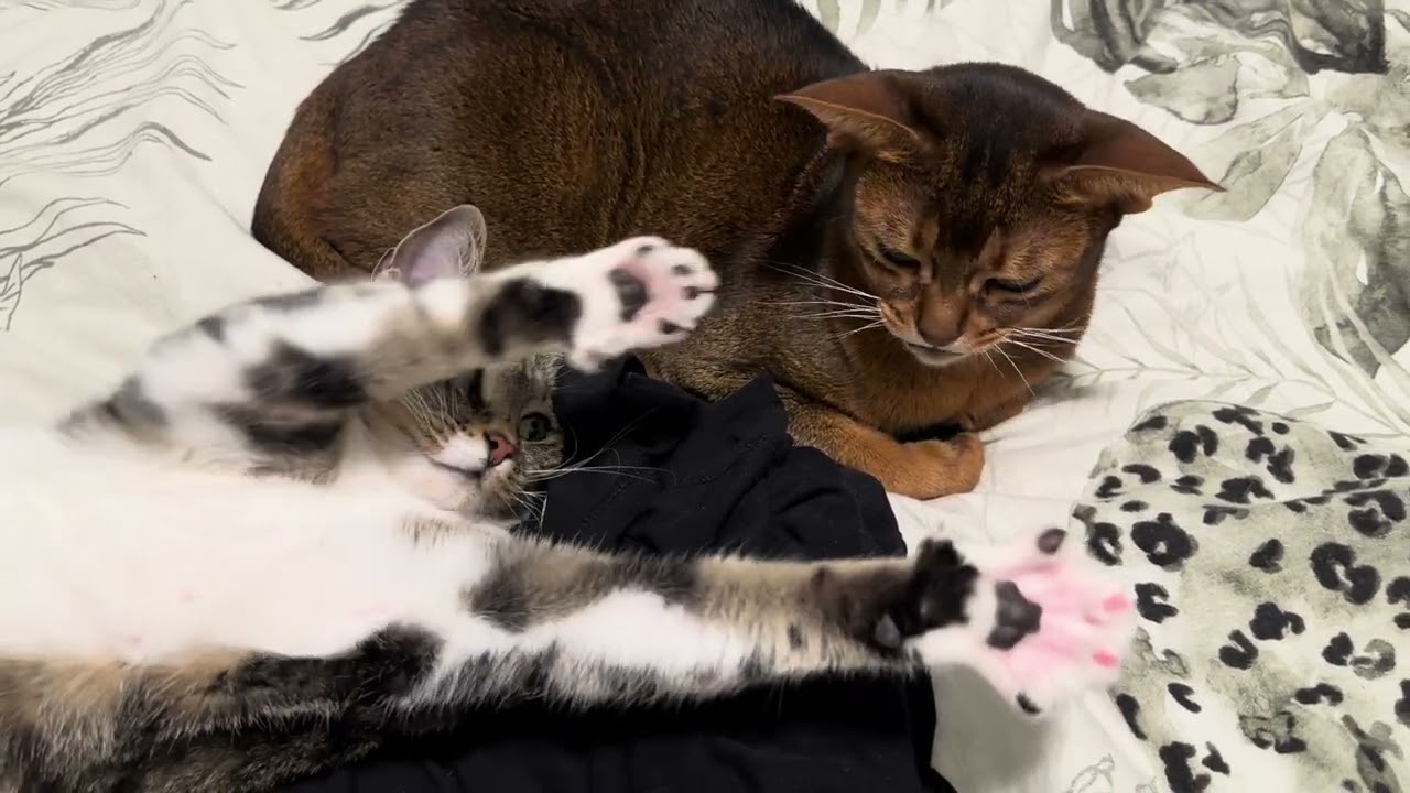 When grumpy friend doesn't want to play