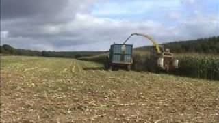 Forage Maize