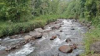 Suara ALIRAN SUNGAI yg bikin rilex #alamindah #nature #indah #jember#fypシ #river #rilex#relaxation