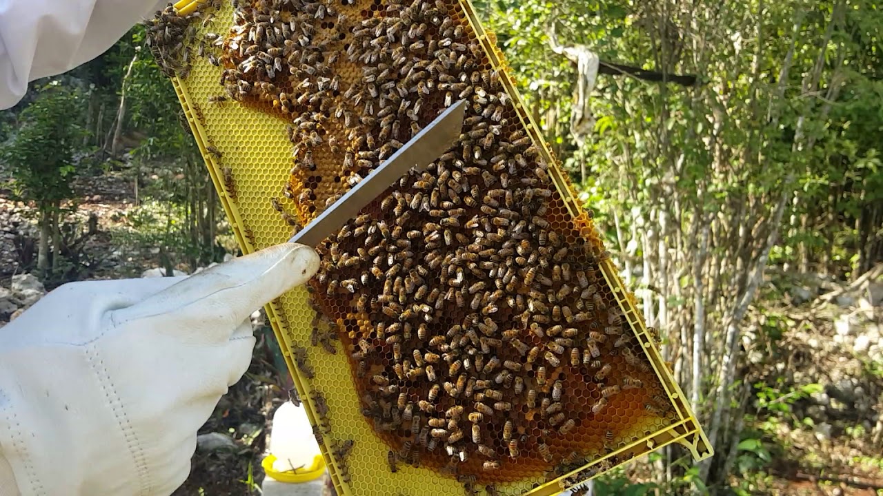 Feeding bees in plastic bag easy way out ,, ja bees one love cool like - YouTube