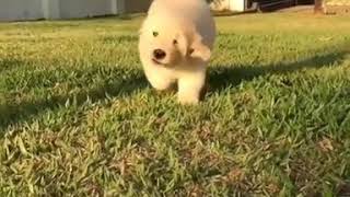 Puppy running to you ♡
Little doggo coming to you ♡
This video belongs to its rightful owner. Im simply reposting. ♡
Song - マクロスMACROSS 82-99 x YUNG BAE - Selfish High Heels (Feat. Harrison ) Puppy running to you ♡