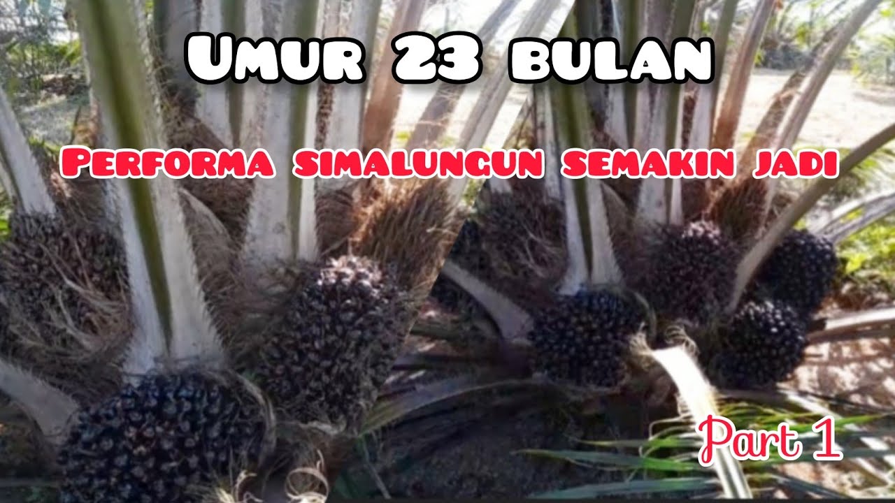 Kelapa Sawit PPKS Simalungun Umur 23 Bulan Habis di Cukur || Part 1