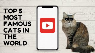 Top 5 Famous Cats in the World