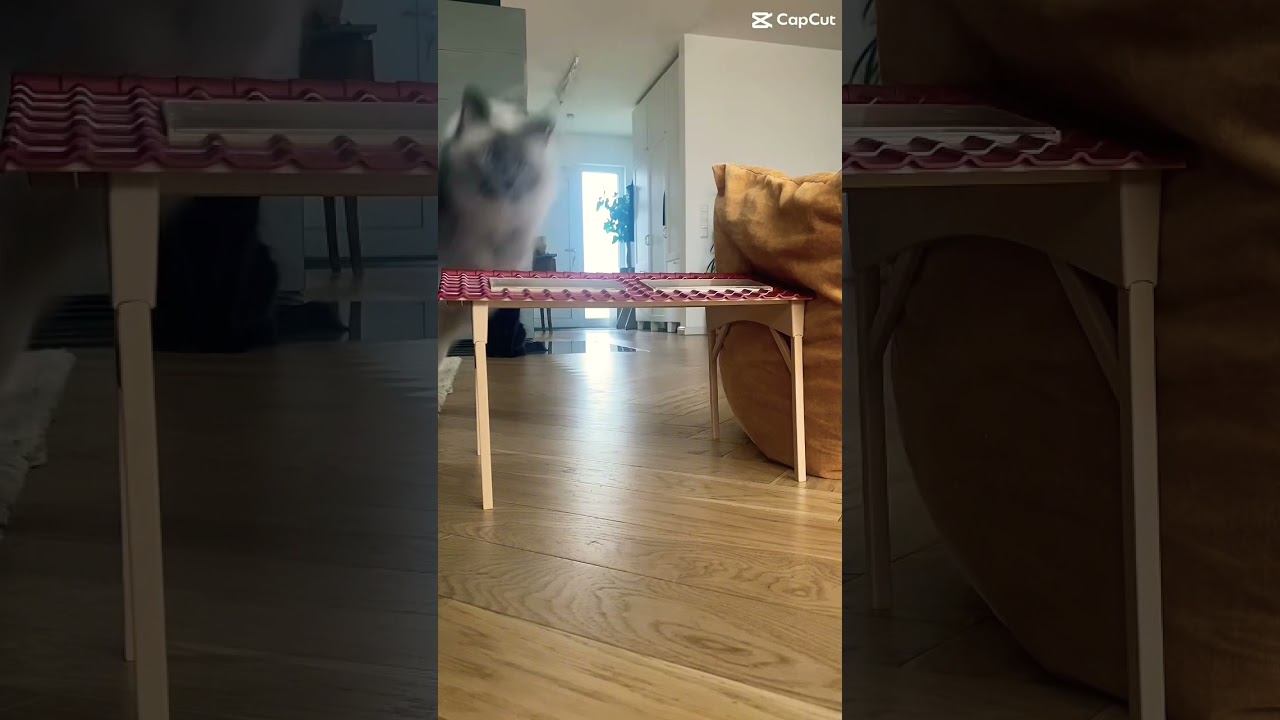 Cosmo❤️‍🔥😘🥰 