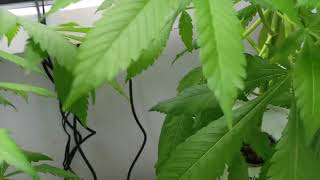 At Home DIY Marijuana Grow Journal 17: Small and Spiky Week 15