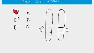 A2 Biology - Multiple alleles