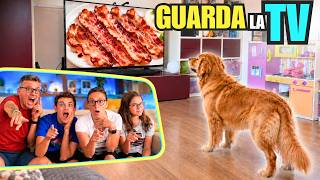 Cane Guarda Youtube In Tv: Reazione A Suoni, Cani E Pancetta