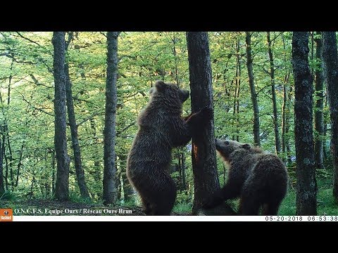 Vidéos et photos automatiques d'ours brun, juin 2018 - Equipe Ours ONCFS