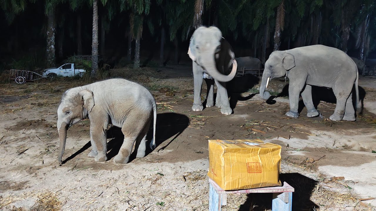 ราตรีสวัสดิ์🐘💗