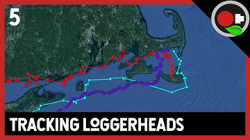 Track this SEA TURTLE in real time!