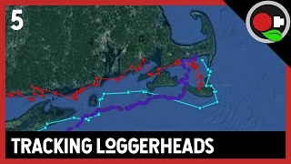 Track This Sea Turtle In Real Time