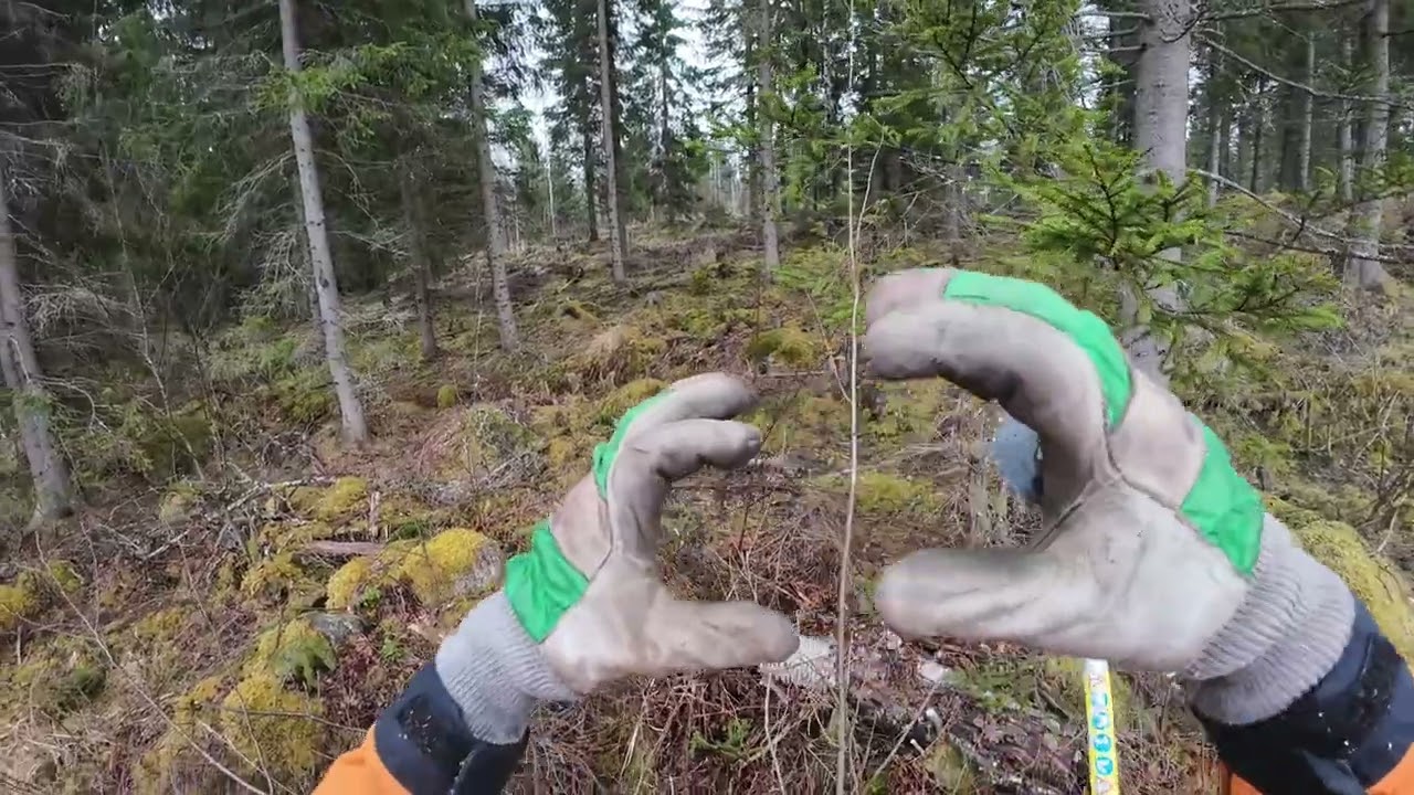 Taimikon perkausta kamera kypärässä ja mikki kaulalla