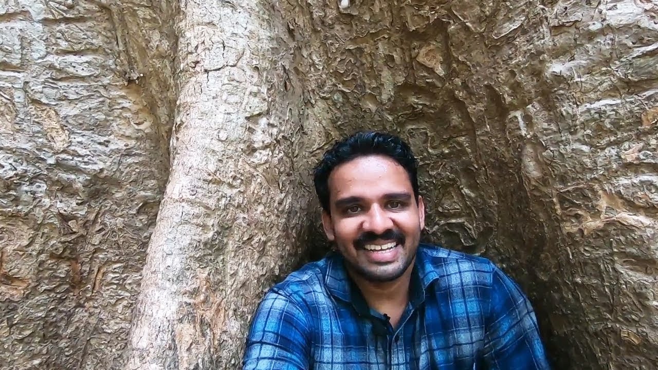 Conolly's plot the oldest teak Plantation in the world