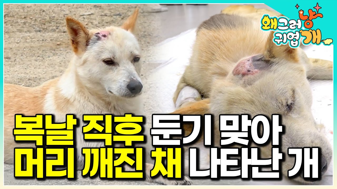 머리 깨지고, 온몸 병든 개… 끝내 살아남을 수 있을까│#왜그러냥귀엽개