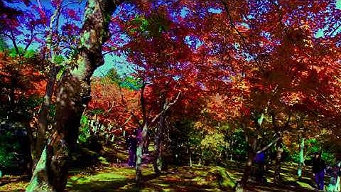 A competition of autumn leaves.