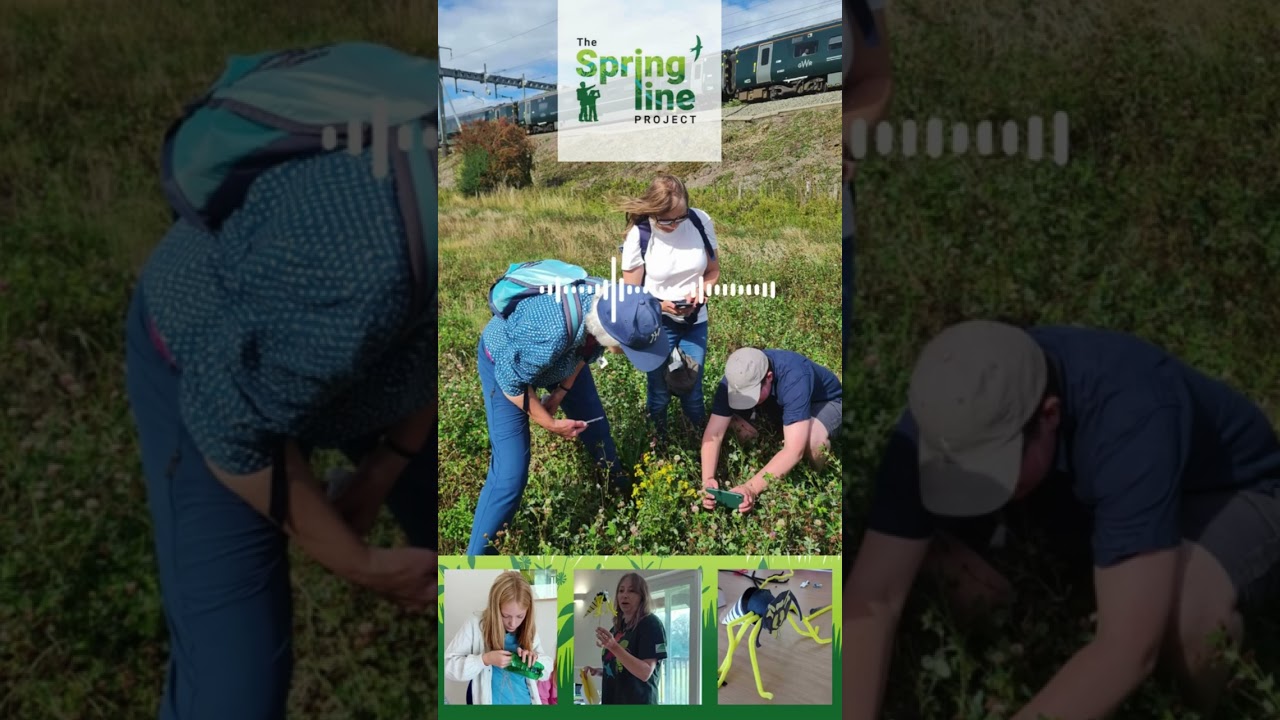 What is The Springline Project?