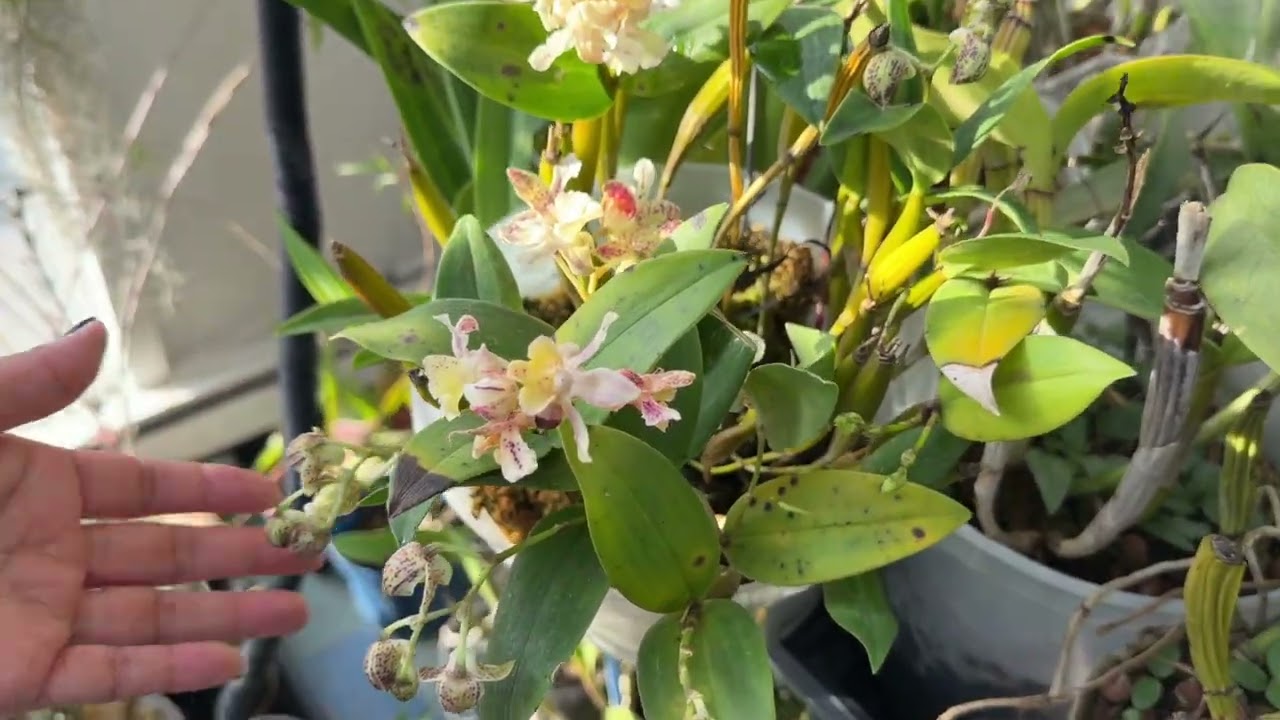 Blooming Orchid Update - Feb 2026