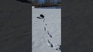 Dog Walk Update 12/14/2025 #louisville #dog #walk #weather #autumn #fall #wunter #sunday #brrrr