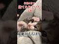 炎天下の中で捨てられていた子猫が超絶甘えんぼ化しました #shorts #捨て猫 #保護猫 #子猫 #野良猫 #kitten #catlover #赤ちゃん猫