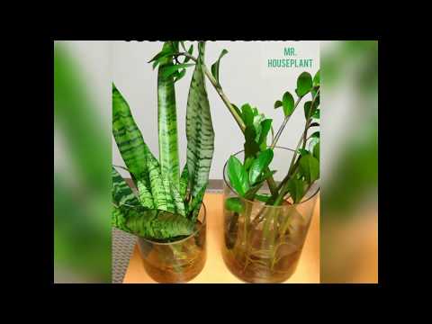 Best low light tolerant plants
