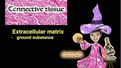 Connective Tissue: Extracellular Matrix