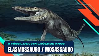 Fóssil De Elasmossauro E Mosauro Encontrado