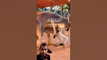 هذا خلق الله سورة لقمان - الآية 11- القارئ#اسلام_صبحي -🤍