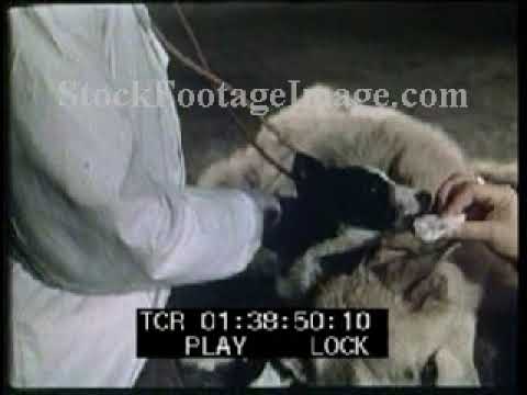 Demikhov Experiments Soviet scientist organ transplantation pioneer heart-lung replacement footage