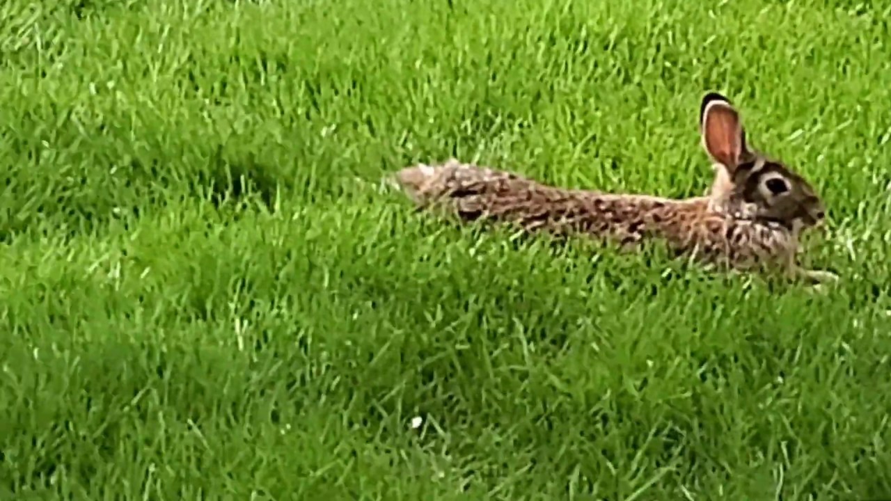 LOLA CHASING THE RABBIT - YouTube