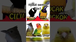 #pancingan #masteran #cililin #kapastembak #canary #cucakcungkok #lovebirds buat latihan lomba screenshot 2